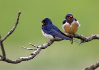 614 - SWALLOWS - MIKSIK IVAN - czech republic <div